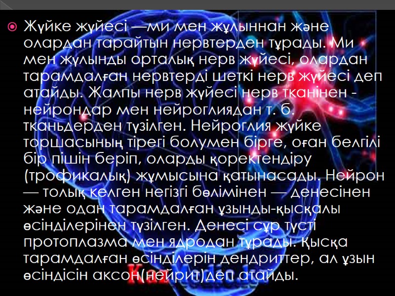 Жүйке жүйесі —ми мен жұлыннан және олардан тарайтын нервтерден тұрады. Ми мен жүлынды орталық